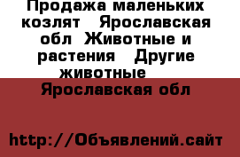 Продажа маленьких козлят - Ярославская обл. Животные и растения » Другие животные   . Ярославская обл.